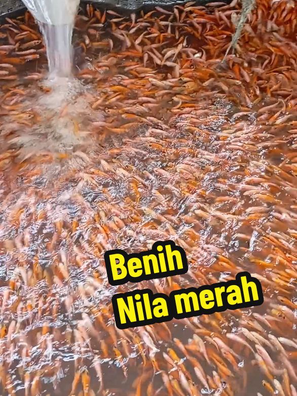 #fyp Benih Nila merah siap kirim