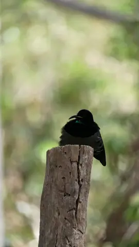 Check out those moves! 💃🕺 Male Victoria’s riflebirds (Ptiloris victoriae) try to impress females with fancy dances featuring twisting wings and swinging heads! During the dance, the male moves towards a female and claps its wings aggressively, encircling and almost hitting her with its wings. 🎥 Joel Frankham #ausgeo #australia #bird #birds #birdlife #australianbirds