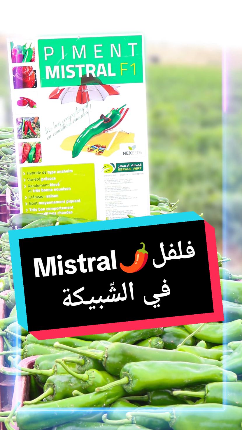 زعمة شنوة قال🤔 الفلاح بعد مزرع فلفل🌶Mistral في الشبيكة ? #espacevert #tunisia #piment #agriculture 