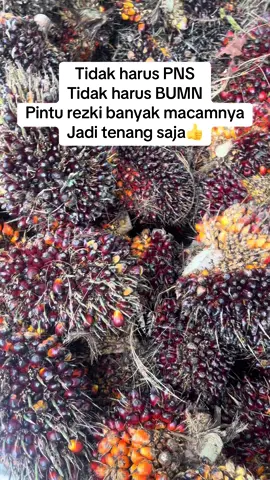 #sawitsumatra #sawit #sawitjambi 