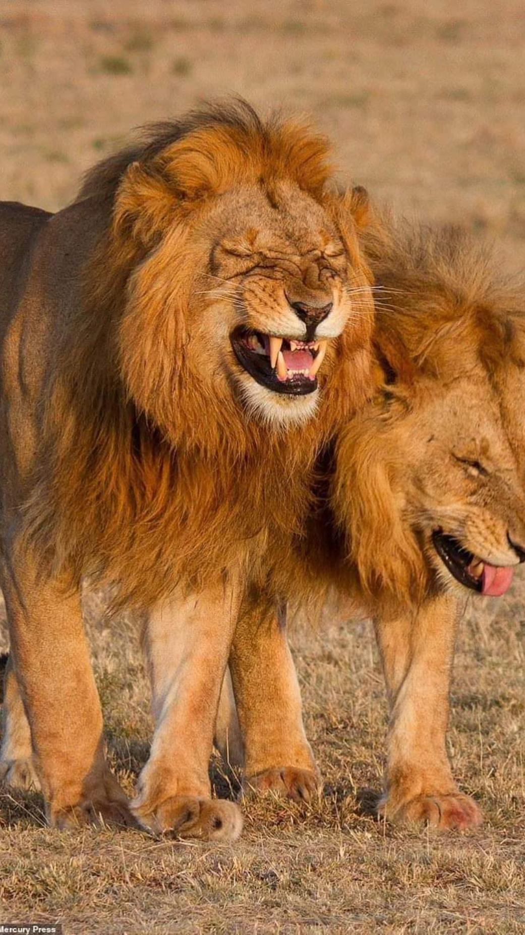 Who was very focused inadvertently slipped into the water #magic animals in the form of vibration #lion male #confusing animal behavior #animal world #wild animals Zer. #funny #video #lionking  #🦁❓️ #🤣🤣🤣🤣🤣🤣🤣🤣🤣🤣🤣🤣🤣🤣🤣🤣 