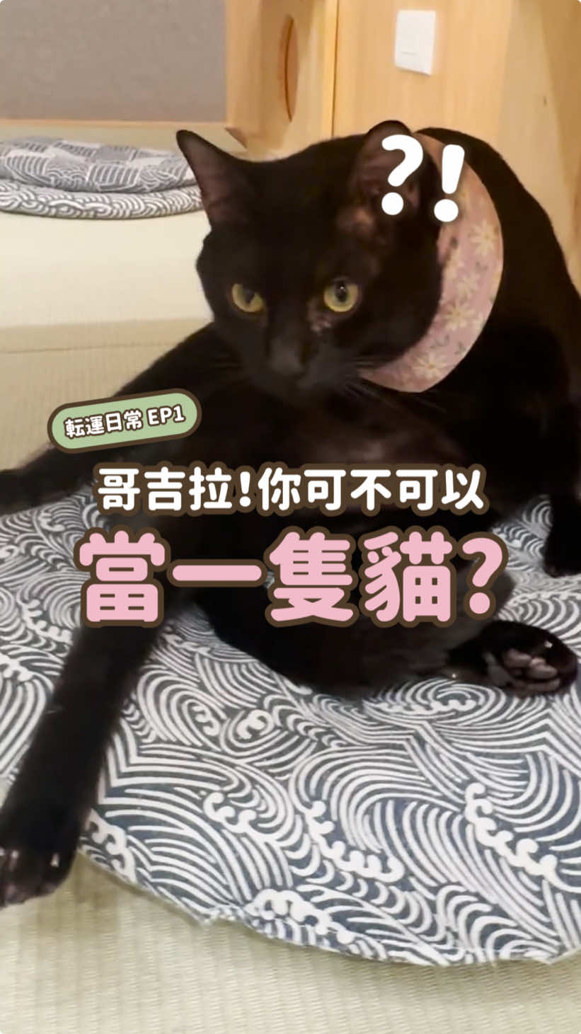 你可不可以當一隻貓啊啊啊啊！！ #転運棧 #貓咖啡廳 #台北貓咖啡廳 #転運棧貓咪中途咖啡廳 #貓領養 #貓中途 