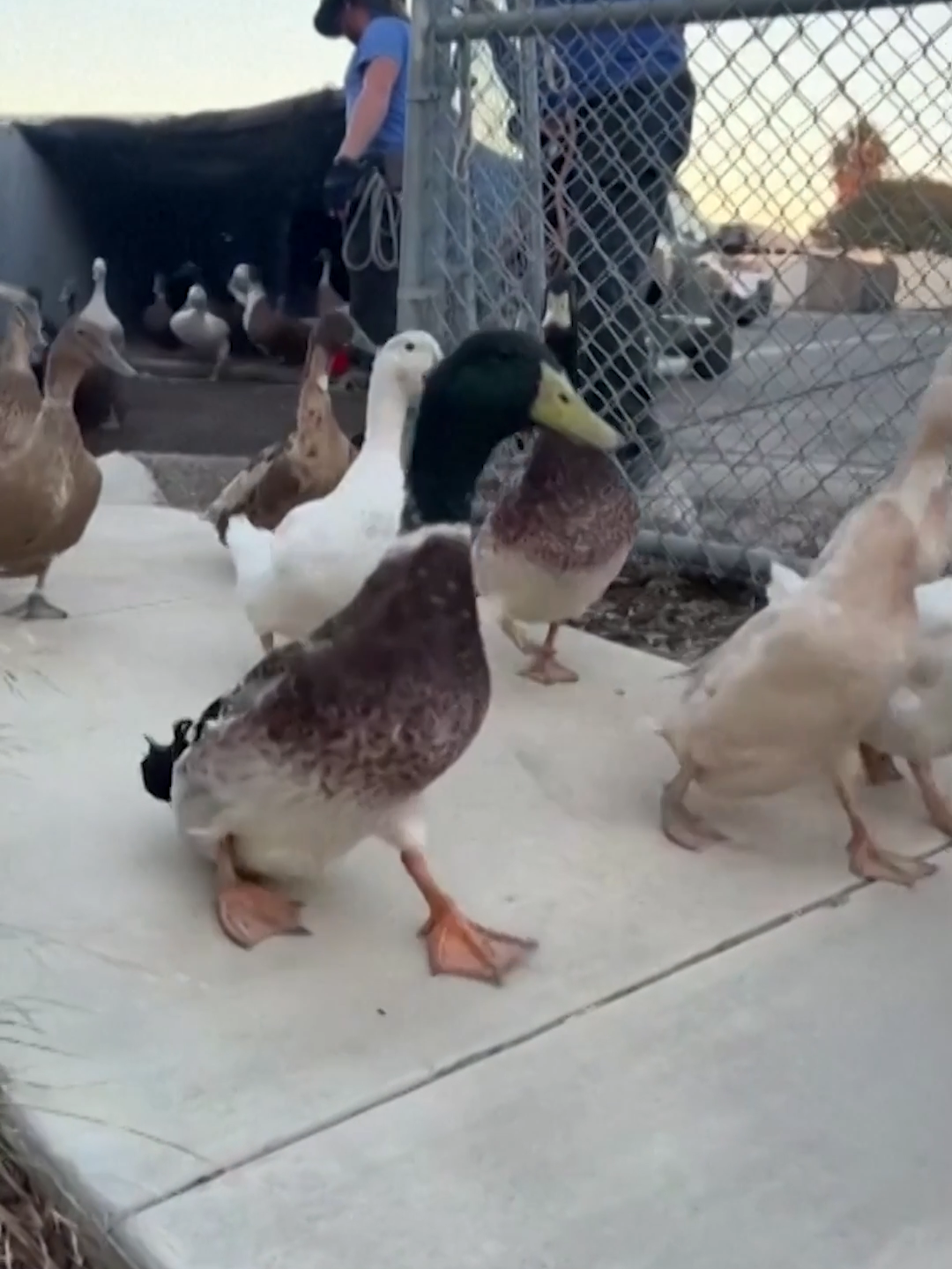 Dozens of ducks were rescued this week from the Mountain Fire in California, which as of Friday had ripped through more than 20,000 acres, destroyed hundreds of structures and prompted mass evacuations. #wildfire #california #ducks #abcnews