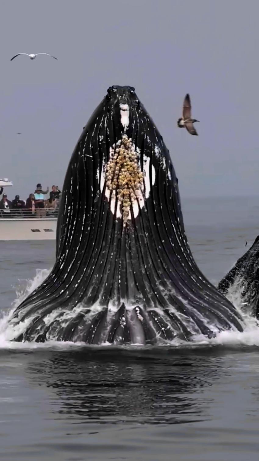 #Capcut big whales in Atlantic Ocean 🐋😳#northsea #bigwaves #ocean #scary #whales #nature #orca #fin #humpbackwhales #grow #fyp #viral_video #foryo #foryoupag @tiktokIDofficial @TikTok UK 