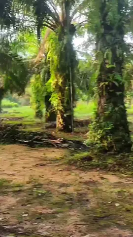 #sawitkalimantan #fyp 
