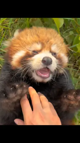 Help, someone is bullying me #redpanda #pet #animal #cute #cutepetjourney 