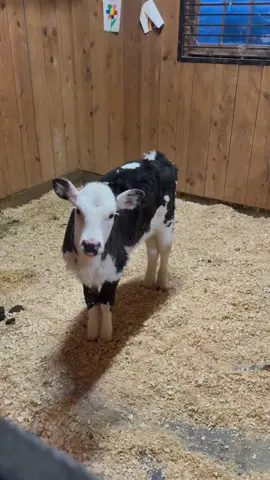 Daisy giving subtle hints that she wants her food 😂 #calf #cow #babycow #daisy #farm #farmgirl #moo #farmlife #goodmorning #cute 