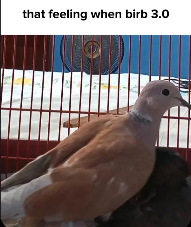 #thatfeelingwhenbirb #thatfeelingwhenkneesurgeryistomorrow #birb #memes 