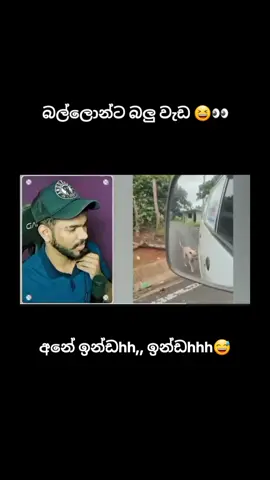 The Gazta | අනේ ඉන්ඩhh 😆👀 #Thekota#viraltiktok #foryourpage #funnyvedeo #kotareacts #the #trending #kota_Pgyy #fypage #kotareacts #trendinggggggggg #fypシ #fyppppppppppppppppppppppppppppppppppp #like #Dog 
