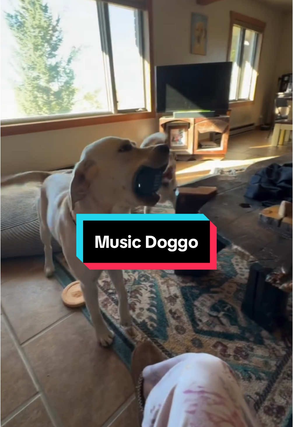 When the dog discovers a banger 😂 #dnbtok #dnbmeme  #dogs #dogmeme #dnbmusic 