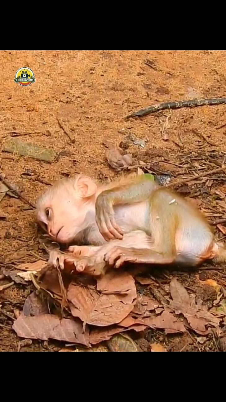 Million sad tear drop see Luno got discipline  #babymonkey #animals #fuunymonkey #fuunymonkey #animalsbaby 