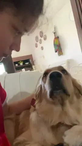 Sera q sol me quiere 😔#sol #golden #paraguaytiktok #paraguay🇵🇾 #perros #viral #fyppppppppppppppppppppppp 