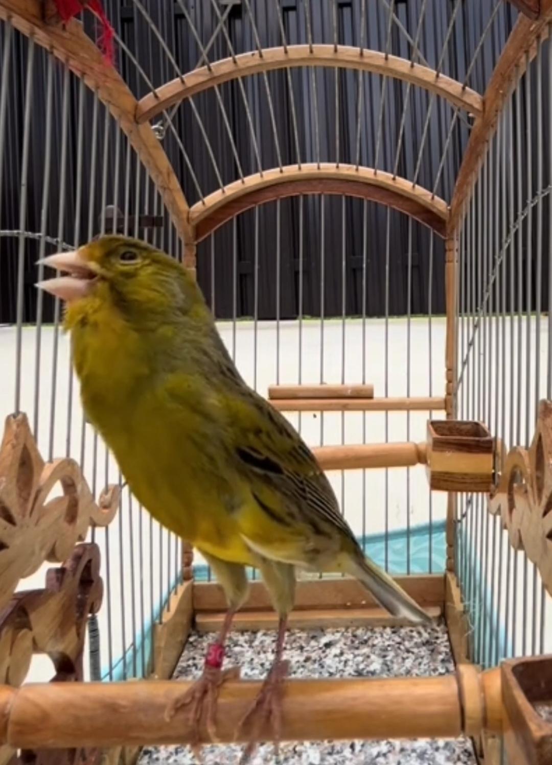 #canarybird #birdcanary #birdscanary #canarybirds #canarybirdsofinstagram #canarybirdsaregreat #canarybirdsong #canarybirdfarm #canarybirdincage #glostercanarybirds #parrots #parrotlover #canaryislands #canarywharf 