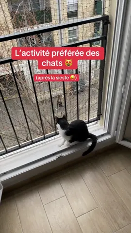 Activité testée et approuvée par des millions de chats 😻 #securite #chat #fenetre #appartement #immeuble  #commere #protection #bienetreanimal 