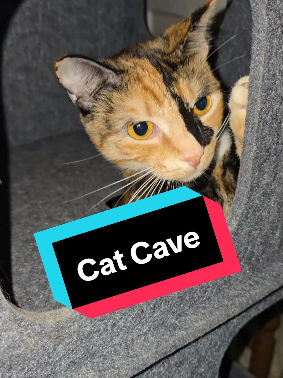 Replying to @kellyovermann  My 3 cats love the cat cave! My dog loves to stick her head in it too 😅😂 It is made with a very sturdy felt, I'm impressed how sturdy it is! It was very easy to put together as well, my 10 year old helped me! @Furrmazing  #catcave #cathouse #catsoftiktok #cats #calico #tiktokshopblackfriday #tiktokshopcybermonday #tiktokshopholidayhaul #giftideas #tiktokshopmusthaves #christmasgiftideas #christmasgift #tiktokmademebuyit #tiktokshopfinds #blackfriday #blackfridaydeals 