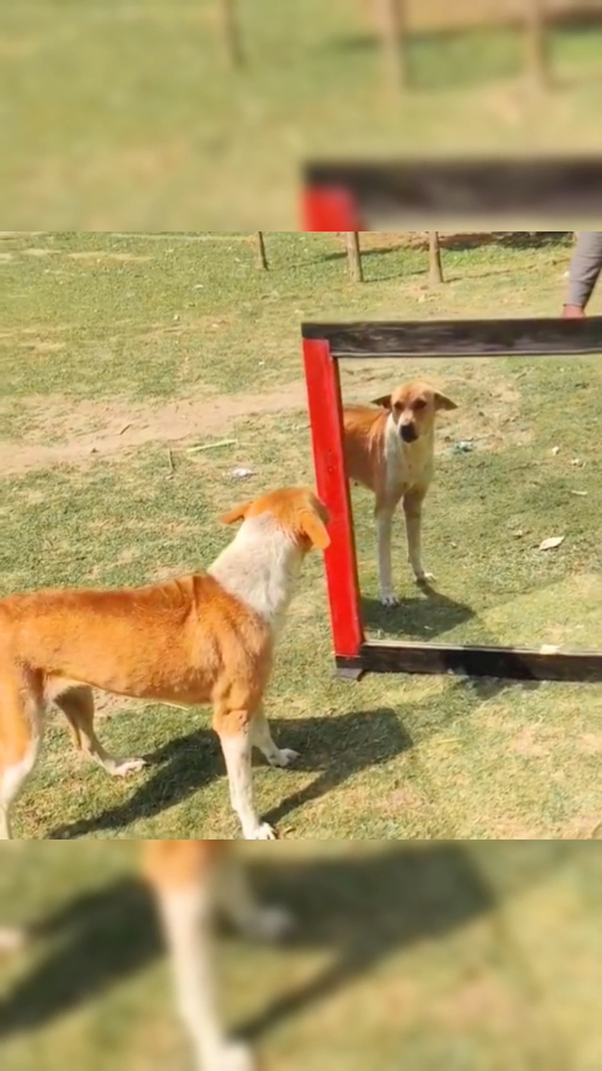 Most funniest dog mirror #funnydog #funnydogs #dogsoftiktok #dog #viral #videoviral #fyp #creatorsearchinsights 