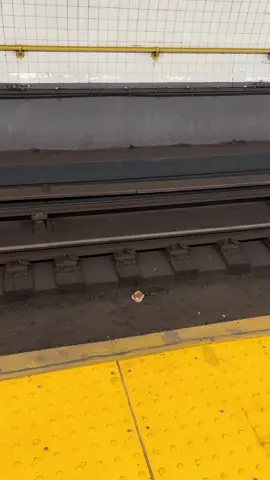 Remy caught w pancake in Brooklyn #nyc #nycrats 