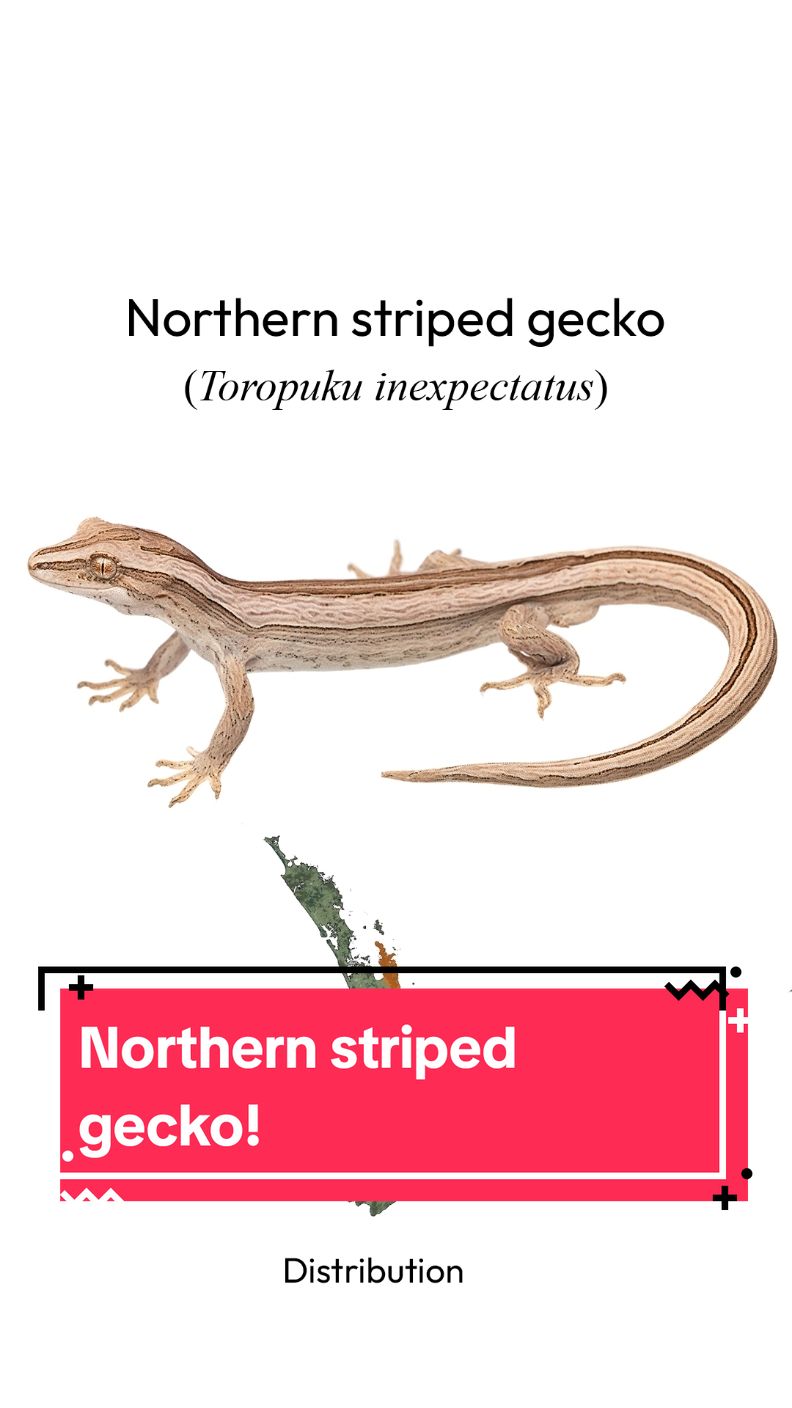 Meet one of Aotearoa's most elegant reptiles — the northern striped gecko (Toropuku inexpectatus). 🦎 . #Toropukuinexpectatus #Toropuku #stripedgeckp #northernstripedgeckp #Coromandelstripedgecko #stripy #gecko #Aotearoa #NewZealand #NZ #conservation #herpetology #nature #beautiful #lizard #lizards #NewZealandreptiles #NZlizards #science #wildlifephotography #wildlife #wild #Coromandel 