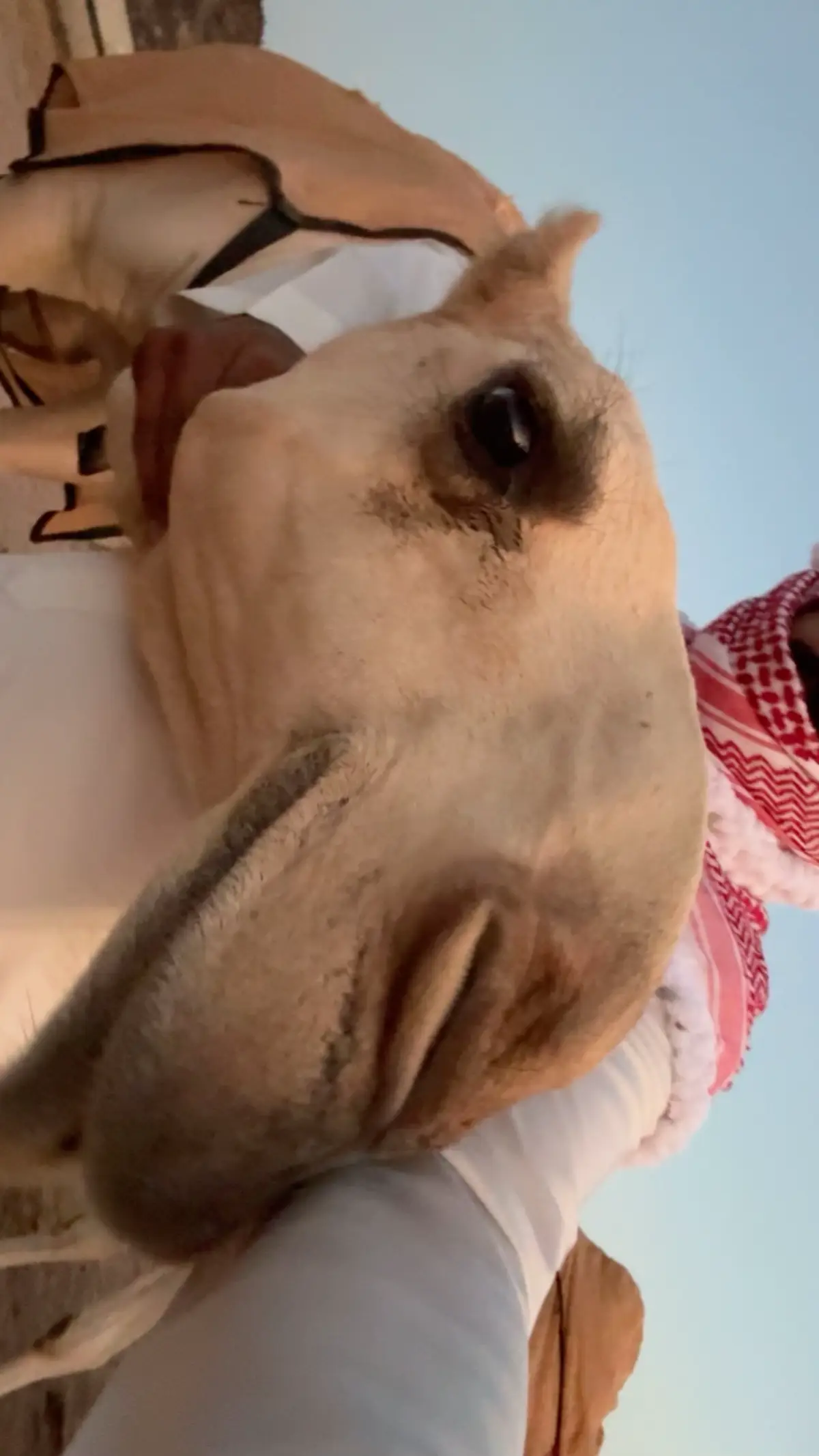 #explorers #fyp #yyyyyyyyyyyyyyyyyy #البل #😂😂😂 #4u #الشتا 