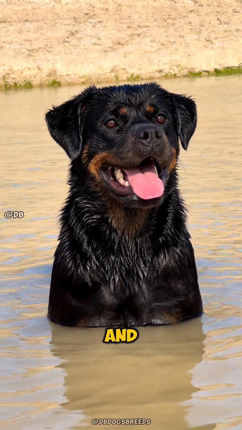 Top😱Most Deadliest Dogs Rottweiler In The World 🥵🔥#kangal #caucashianshepherd #boerboel #tibetanmastiff #alabai #centralasianshepherd #centralasianshepherddog #tibetanmastiffdog #kangaldog #pitbulldog #caucasianshepherddog #boerboeldog #alabaidog #strongestdogs #top5strongestdogs #top10strongestdogs #top12strongestdogbreeds #top10strongdogbiteforce #topbravestdogs #dogs #bravestdogs  #topstrongestdogs, #topstrongestdogbreeds, #top10strongestdogbreeds, #top10strongestdogs, #top10strongestdogbreedsintheworld, #strongestdogbreeds, #top5strongestdogbreeds, #top5strongestdogbreedsintheworld, #whichisthestrongestdog, #whichdogbreedsisstrongestintheworld, #germanshepherddogstunts, #germanshepherdstunts, #strongdogs, #abd #allbreeddogs #abdallbreeddogs  #pitbull #pitbulldog #americanbully #americanbulldog #rottweiler #leonberger #dogoargentino #dogocanario #presacanario #englishmastiff #doguedebordeaux #tosainu #canecorso #bandog #kangal #shorts #dog #dogs #doglover #doglovers #dogsoftiktok  दुनिया का सबसे ताकतवर कुत्ता कौन सा है? Top 12 strongest dog bite force👍#shorts दुनिया के 12 सबसे Highest Bite Force वाले कुत्ते!👍Top 12 strongest dog bite force. videos highlights 👇 दुनिया का सबसे ताकतवर कुत्ता कौन सा है? पिटबुल डॉग का बाइट फोर्स कितना है? ऐसा कौन सा कुत्ता है जो शेर को मार सकता है? इंडिया का नंबर वन डॉग कौन सा है? Top 12 strongest dog bite force. कुत्ते कितने प्रकार के होते हैं kaun se kutte ka bite force sabse Jyada Hota Hai. सबसे अच्छा कुत्ता कौन सा होता है?  bandog bite force, English Mastiff bite force, Rottweiler bite force, American bulldog force, cane corso bite force, Pitbull bite force, Dogo Argentino bite force, Kangal bite force, इंडिया का नंबर वन डॉग कौन सा है, ऐसा कौन सा कुत्ता है जो शेर को मार सकता है, पिटबुल डॉग का बाइट फोर्स कितना है, दुनिया का सबसे ताकतवर कुत्ता कौन सा है, Top 12 strongest dog bite force, दुनिया के 12 Highest Bite Force वाले कुत्ते , दुनिया के सबसे खतरनाक कुत्ते । Top world most dangerous dogs breeds #shorts world most dangerous animals pet lovers status german sheperd vs pitbull rottweiler vs pitbull pitbull vs rottweiler pitbull dogs lover status rottweiler dog status german sheperd price pitbull price in india dog market in india, khatarnak kutta bharat ka sabse khatarnak kutta sabse khatarnak kutta kaun hai duniya ka khatarnak kutta sabse khatarnak kutta ka naam sabse khatarnak kutta dog duniya ki sabse khatarnak kutta sabse jyada khatarnak kutta खतरनाक कुत्ता khatarnak kutta kaun sa hai खतरनाक कुत्ता कौन सा है khatarnak kutta ki ladai dog breed dog breeds largest dog breeds biggest dog breeds dog breeds in india dog breeding dog breed names dog breeds banned in india dog breeders near me dog breeds price डॉग ब्रीड्स best dog breed most intelligent dog breeds most aggressive dog breeds smallest dog breeds strongest dog breeds small dog breeds tallest dog breed most expensive dog breeds dog the power of the dog dog breeds clifford the big red dog small dog breeds pitbull dog dog adoption dog barking sound boy dog names big dog breeds  kutte. #shorts Videos highlight 👍 Duniya ka sabse takatvar kutta. Duniya ka sabse Khatarnak kutta. Duniya Ke 10 khatarnak kutte. Duniya ka sabse khatarnak kutta Pitbull. Bharat ka sabse khatarnak kutta. Duniya Mein sabse dangerous kutta kaun sa hai. number Van per kaun sa dog Hai. sa bse khatarnak kutte ke naam. world dangerous dog name. khatarnak dog name. sab se khatarnak Pitbull. 1  Rottweiler. 2  Pitbull. 3 c canecorso. 4 Dogo Argentino. 5 Kangal. #Duniyakasabsetakatvarkutta #DuniyaKe10sabsekhatarnakkutte #DuniyakasabsekhatarnakkuttaPitbull #Bharatkasabsekhatarnakkutta #DuniyaMeinsabsedangerouskuttakaunsahai #numberVanperkaunsadoghai #DuniyaMeinsabsekhatarnakkuttekenaam #khatarnakkuttkenaam #DuniyaKe10khatarnakkutte #sabsekhatarnakkuttekenaam #Rottweiler #Pitbull #canecorso #DogoArgentino #Kangal #viral #shorts #kangaldog #rottweilerdog #dogoargentinodog #pitbulldog #canecorsodog #alabai #alabaivspitbull #pitbullvsalabai #alabaidog #alabaivideo #doberman #dobermanpinscher #dobermanattack #rottweiler 