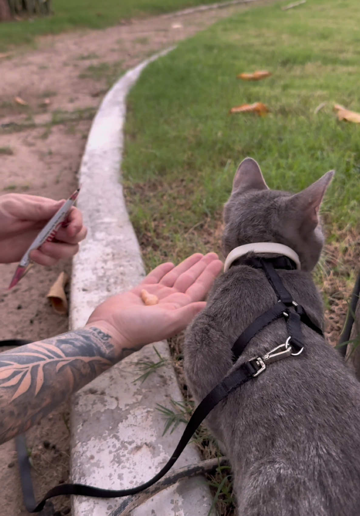 Asi puedes pasear a tu gato y le sirve mucho, siempre y cuando este relajado!