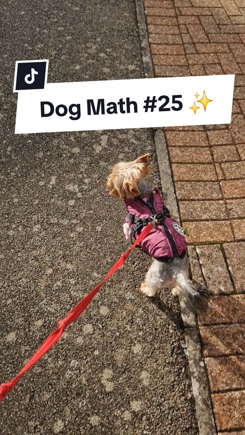 She did the biggest, stinkiest 💩 in a dog friendly shop earlier, we even went on a walk beforehand 🤦‍♀️ #yorkiedaily #yorkshireterrier #yorkiesoftiktok #yorkshireterriers #yorkshire_terrier #yorkiesofficial #yorkiemom #yorkiemummy #yorkiemum #yorkieslife #dogtok 