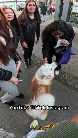 Interactions with my dog!!  #husky #doglover #famous #leeds #viral #dogsoftiktok #fyp #foryou 