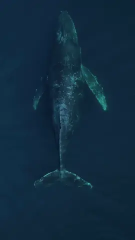Days like this one are the ones every wildlife photographer wants , clear skies no wind blue Cristal clear waters , , this whale made a show for all the passengers, took a good 45 minutes just chilling and spa session on kelp ( more videos to come ) . Aboard of @condorexpress  #humpbackwhale #whale #sbwhaleheritage #grateful #wildlife #ocean #sea #for #drone #dji #california 
