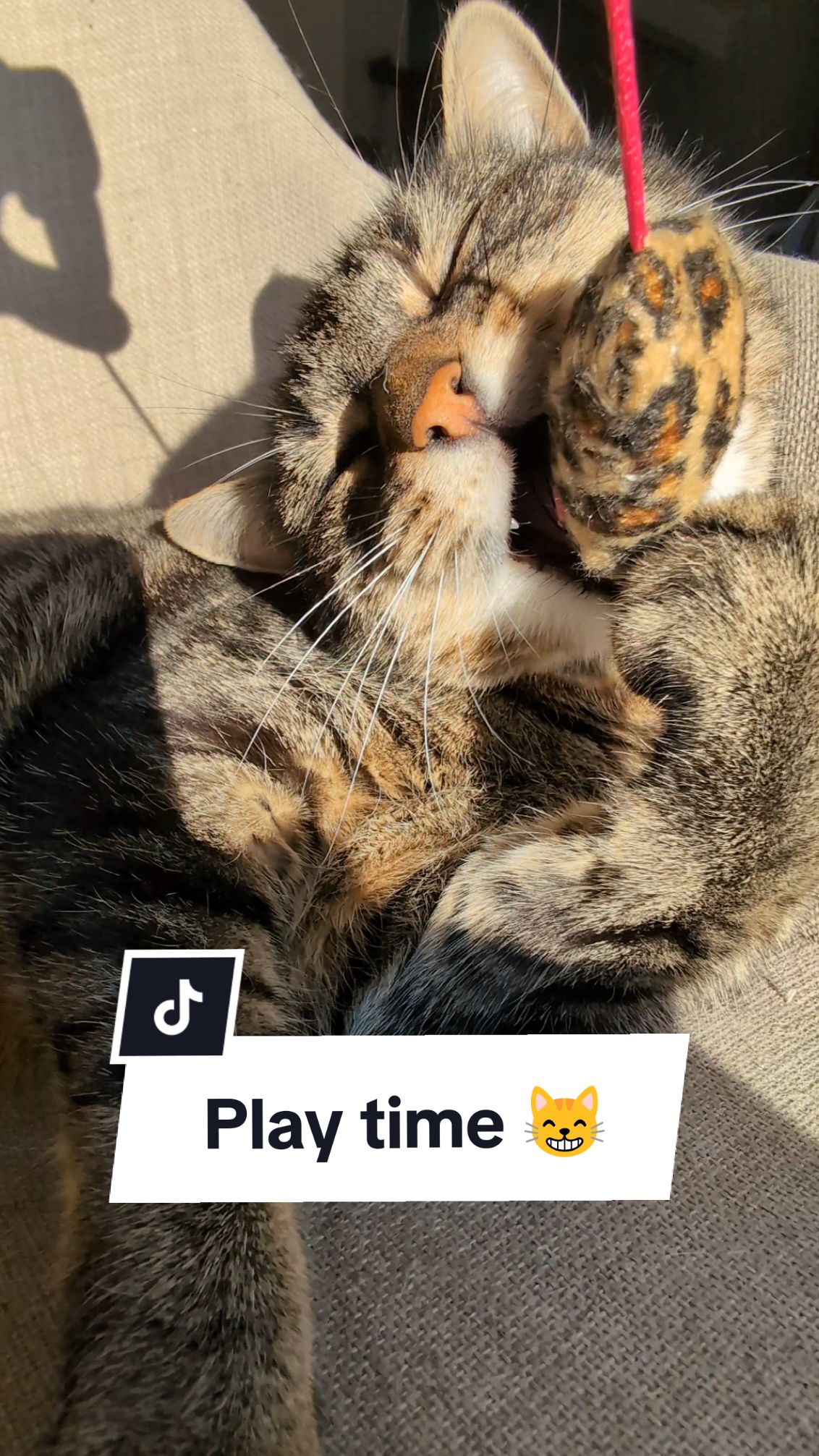 Misti having fun 😸🐭🎉🐭😸 #cat #catsoftiktok #funnyvideos #fyp 