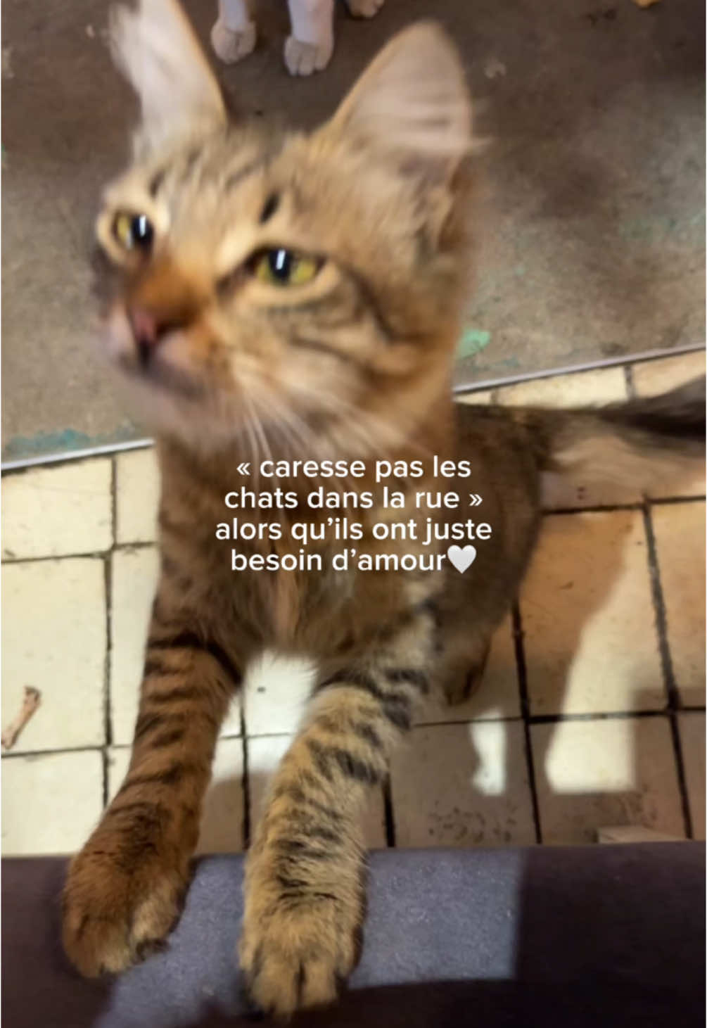 mes bb chats🥹 #fyp #chat 