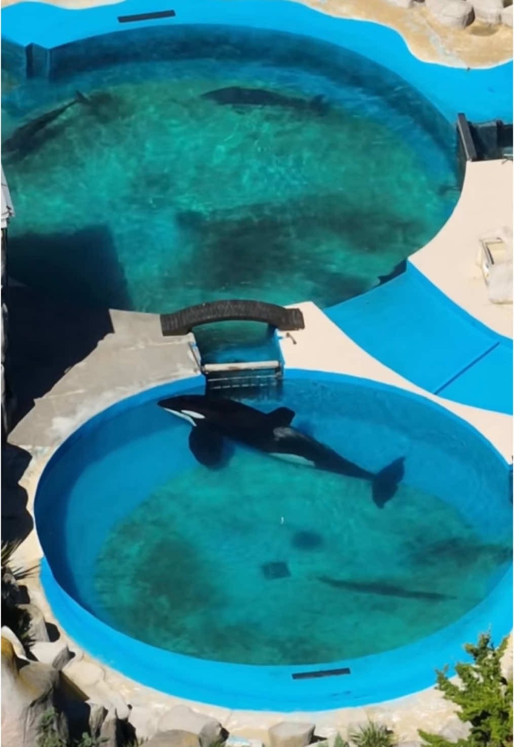 UPDATE: Kshamenk, Argentina’s last surviving orca continues to languish in solitary confinement at Mundo Marino. Our #FreeKshamenk campaign is getting global attention and gaining momentum. Please BOOST for KSHAMENK! #fyp #foryou #foryoupage #FREEDOM #BOOST 