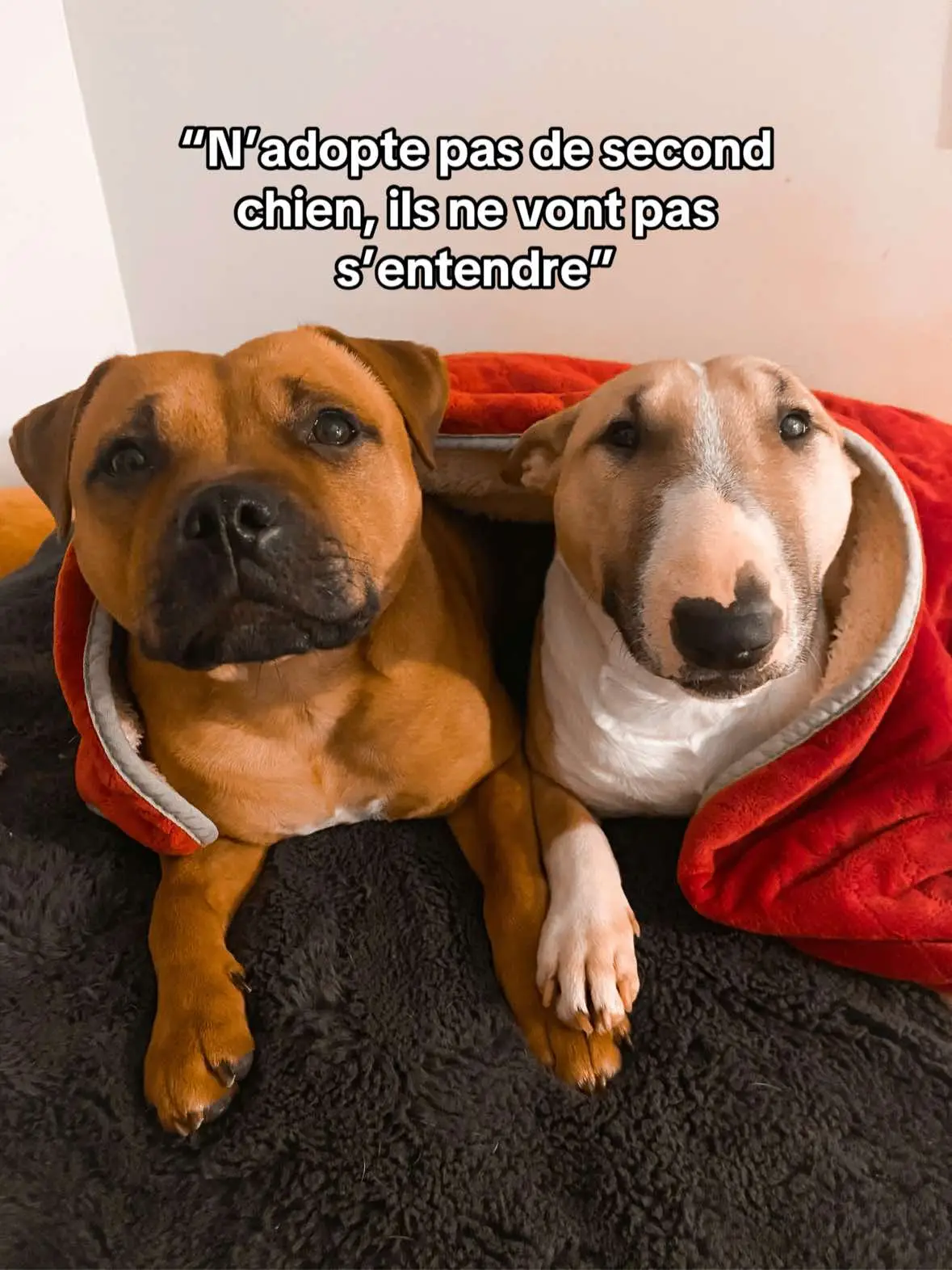 #dog  #staffy  #cute #couplegoal 