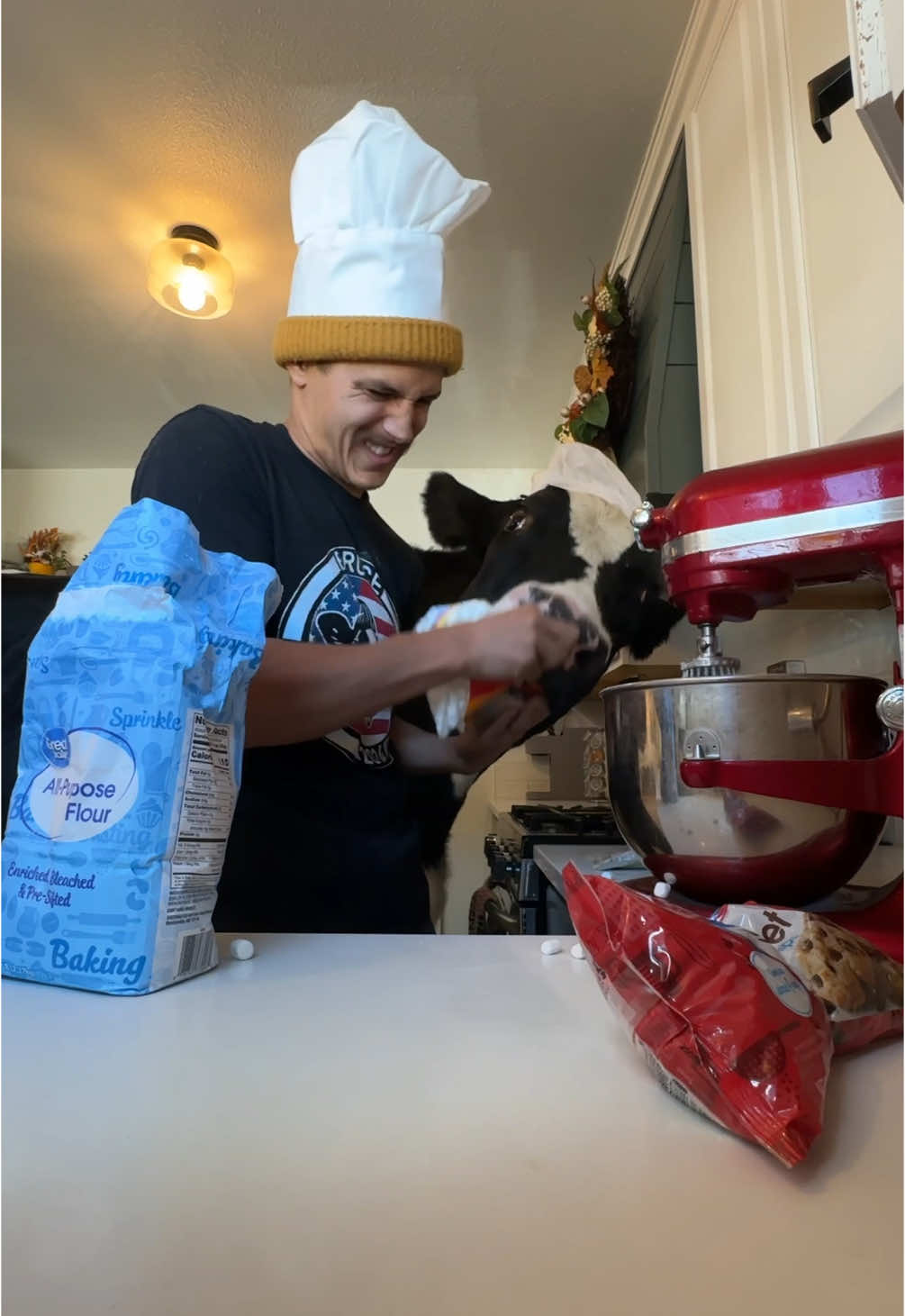 Trying to bake cookies with Bruce! #cow #brucethecow #farm #animals 