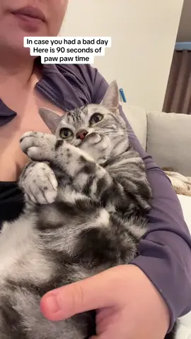 Your daily paw paw time healing ❤️‍🩹 #cicianddiamond #pawpawtime #cat #catsoftiktok #cats #healingtiktok #asmr #furbaby #cute #catlover 