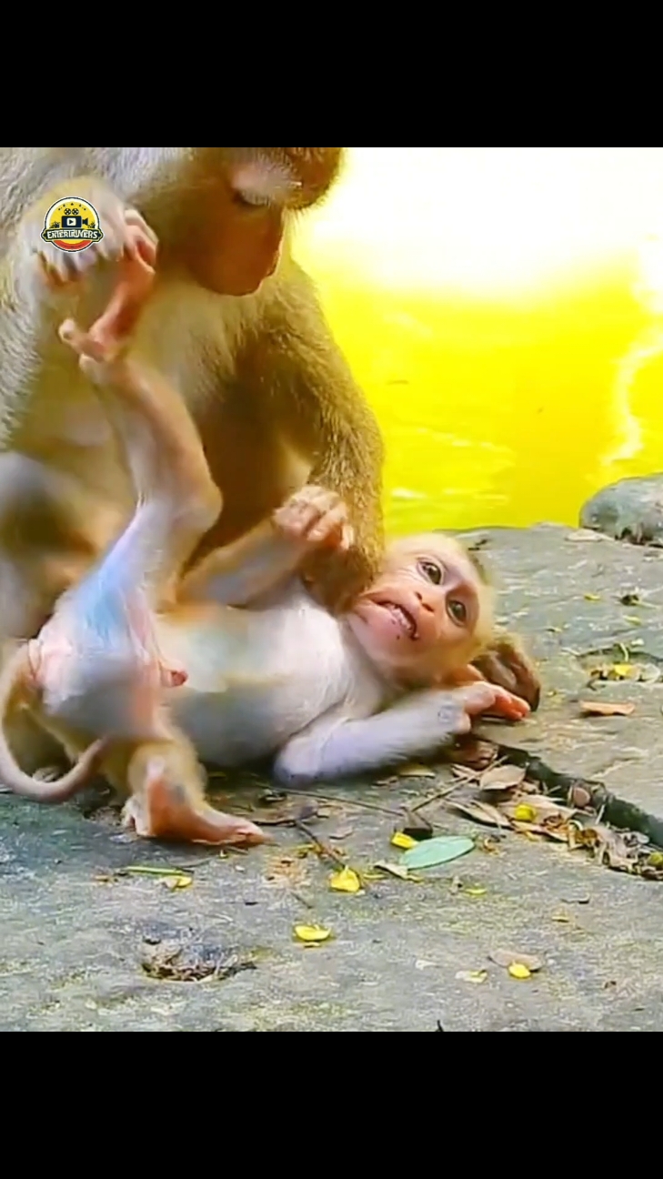 Why you hate me like this Mom #animalsbaby #fuunymonkey #animals #babymonkey #lovely 