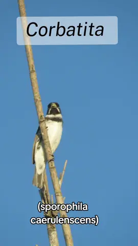 corbatita comun macho, pájaro migrante estival (primavera-verano) en la Argentina, muy fácil encontrarlo en pastizales y bordes de caminos, su canto es inconfundible #aves #avesargentinas #pajaros #fyp 