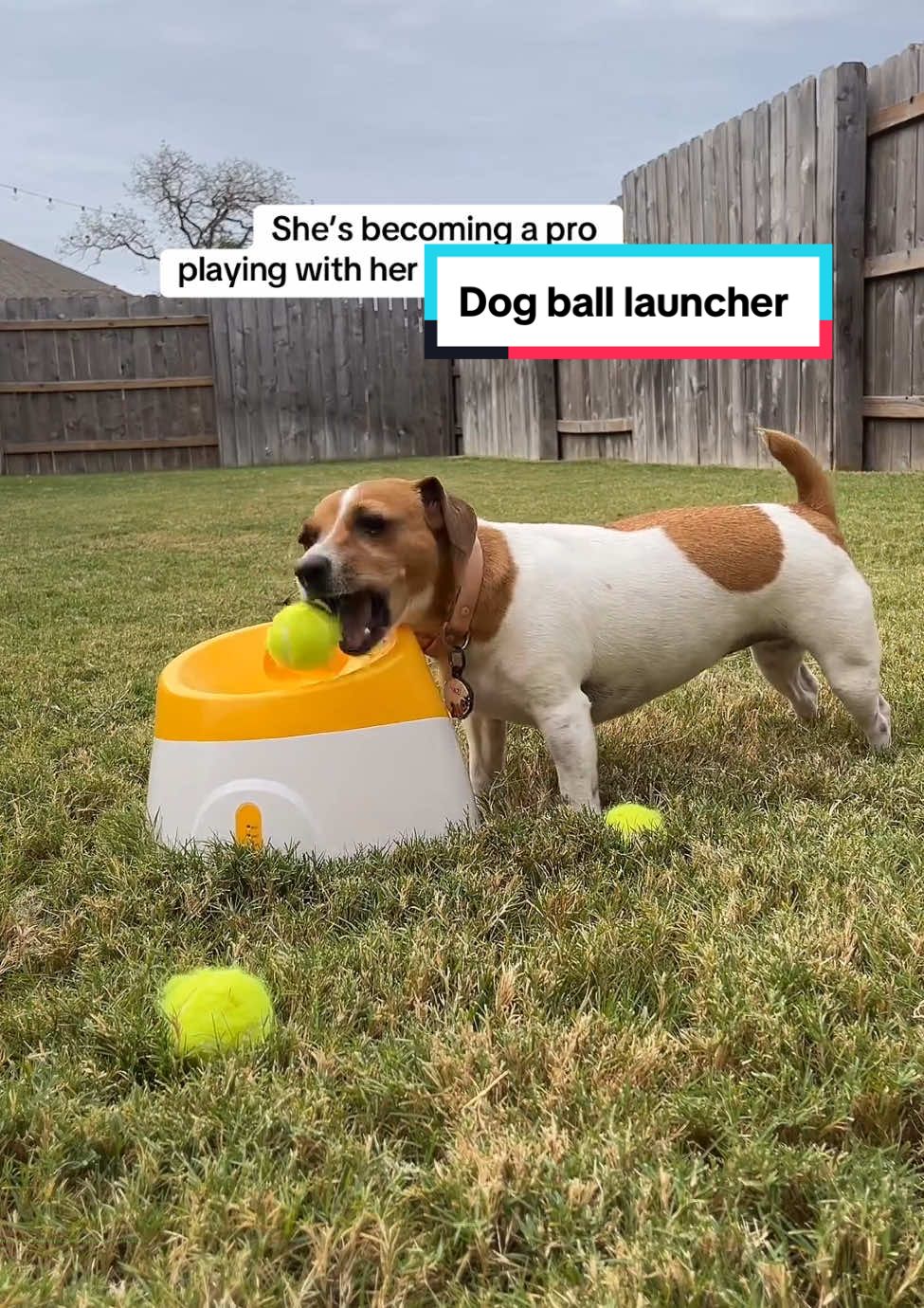 Automatic Dog Ball Launcher, with 3 Launching Distance. For Small Dogs, Indoor and Outdoor. 3 Mini Tennis Balls (2 in) Included. Pet interactive dog toys #dog #dogs #dogtoys #doglover #TikTokShopBlackFriday #TikTokShopCyberMonday #dogsoftiktok #tiktokshopholidayhaules  #LIVEhighlights #TikTokLIVE #LIVE 