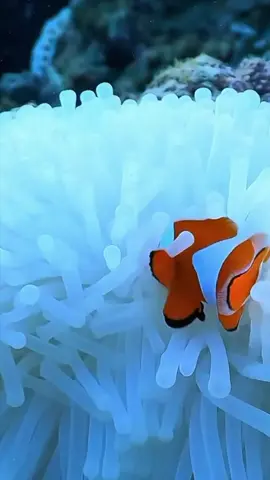Beautiful clownfish | schöner Clownfisch #beautiful #clownfish     The most beautiful collection of the wonderful world of the animal kingdom.  Short videos of the beautiful and loveable animal world, for the animal loving community, with selected music as background for a great experience. All shorts are meant to be peaceful and children friendly content.  The channel is about funny animals, cute animals, Pets, funny cats, funny dogs, cute cats, cute dogs, funny video, wild animals and all about animals. Here you find cute animal moments, funny dog clips, precious cats shorts, viral pet videos, trending animal clips and in general the best clips and shorts of animals and pets of the internet.  Die schönste Sammlung der wunderbaren Welt des Tierreichs.  Kurze Videos aus der schönen und liebenswerten Tierwelt, für die tierliebende Gemeinschaft, mit ausgewählter Musik als Hintergrund für ein tolles Erlebnis. Alle Kurzfilme sind als friedliche und kinderfreundliche Inhalte gedacht.  Auf dem Kanal geht es um lustige Tiere, niedliche Tiere, Haustiere, lustige Katzen, lustige Hunde, süße Katzen, niedliche Hunde, lustige Videos, wilde Tiere und alles über Tiere. Hier findest du niedliche Tiermomente, lustige Hundeclips, wertvolle Katzenvideos, virale Haustiervideos, trendige Tierclips und generell die besten Clips und Kurzfilme von Tieren und Haustieren im Internet.   Vet Zentrum Zürich Letzigrund  https://vetzentrum-zurich.ch #vet  #tierarzt  #tierarztpraxis  #pet  #cute  #zurich  #vetzentrum  #animals  #animallovers  #tierliebhaber  #animalcommunity  #viral  #foryou  #trending  #nature  #tiere  #fyp  #wildlife  #beautiful  #beauty  #art  #life  #funnyanimals  #animalsworld  #video  #funny  #cuteanimals  #best  #animals #travel  #World  #animalvideos  #animalslove  #happy  #babyanimals  #naturelovers  #family  #kidsvideo  #Love #coolest  #amazing  #cutepets  #follow  #popular  #friends  #smile  #explorepage  #Bestvideo  #madeforkids  #madeforfamily  #fun  #music  #explore  #reelstrending  #animaloftiktok #reels 