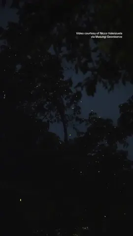 MAGICAL NIGHT WITH FIREFLIES! ✨ The Masungi Georeserve brought nostalgia to netizens as they shared a video of trees glimmering in the dark while fireflies shimmer and softly hum in the branches. “These tiny lights bring a quiet magic to the forest, illuminating the importance of protecting nature’s delicate wonders,” they wrote in their post on Thursday. “I grew up in the mountains seeing fireflies every night, nostalgic,” a netizen commented. According to the georeserve, fireflies usually pick a tree that offers them visibility for mating, shelter, and other ecological benefits. (Video courtesy of Nicco Valenzuela via Masungi Georeserve) #philippinestar #SocialNewsPH #masungigeoreserve #fireflies 