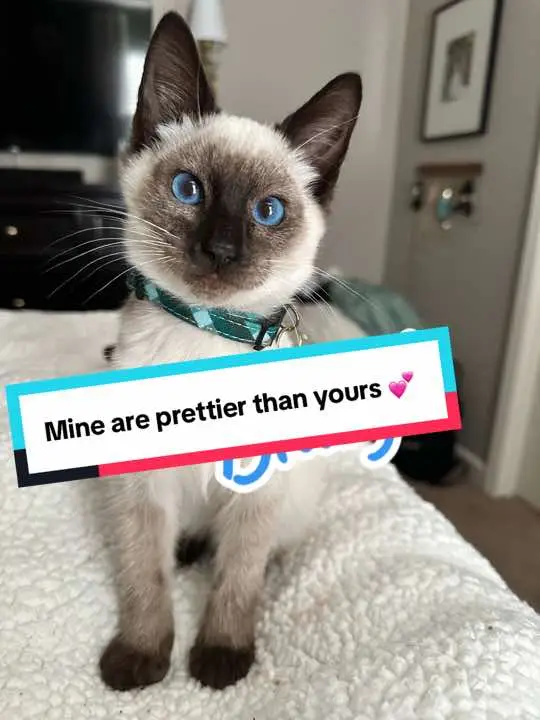 #creatorsearchinsights #kittensoftiktok #blueyes #kittensoftiktok 