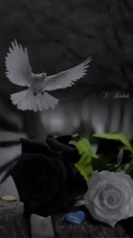 #CapCut 🕊️🥹 #Hasta #pronto #tío #descansa🖤 #en #paz💔