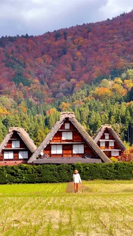 Shirakawa-go 白川郷 is a great place to visit in autumn! 🍁🍂🧡  . . #autumnvibes #autumn #japan #autumnleaves #autumninjapan #beautifuldestinations #japanvibes #voyage #traveljapan #visitjapan #discoverjapan #gifu #japanlife #nature #shirakawago   