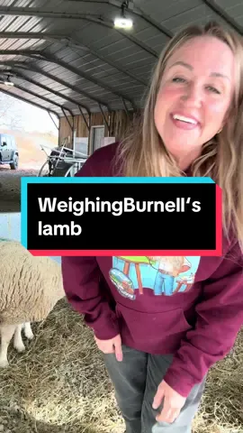 #lambing #lambingseason #newbornlambs #newbornlamb #babysheep #sheep #sheepfarmer 