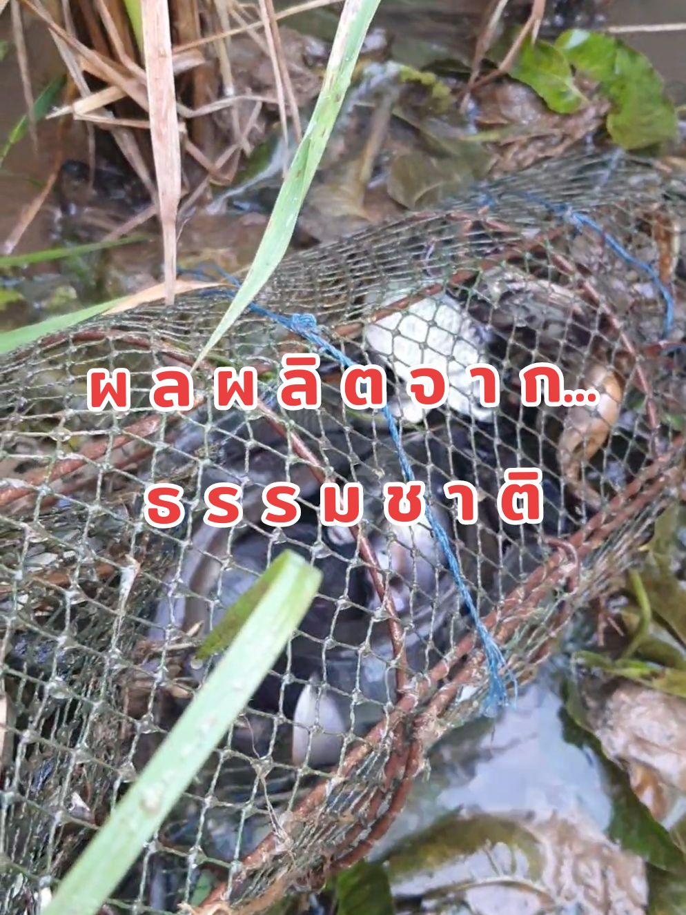 ผลผลิตธรรมชาติ #ทุ่งนา #ธรรมชาติ #จับปลา #นาข้าว #ชนบท #nature 