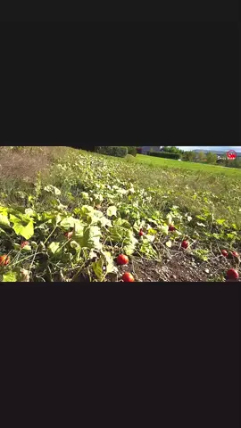 #SwissView #viral_video #Swiss #fyp #longvideo