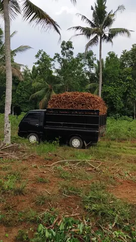 pabrik antri harga singkong anjlok bolo🥲 #l300 #l300lampung #petanimuda #juraganmuda #singkongbalap #pyfyou 