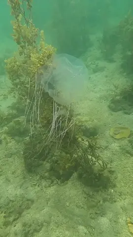 Chironex box jellyfish spotted at Buri, Catbalogan City, Philippines #boxjellyfish #jellyfishsting #jellyfish #marineecosystem 
