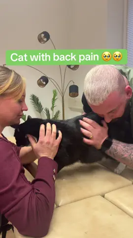 Cat with back pain 🥹🥹🥹 • • • #foryou #asmr #animals #tiere #hund #chiropractic #türkiye #katze #catsoftiktok #help 