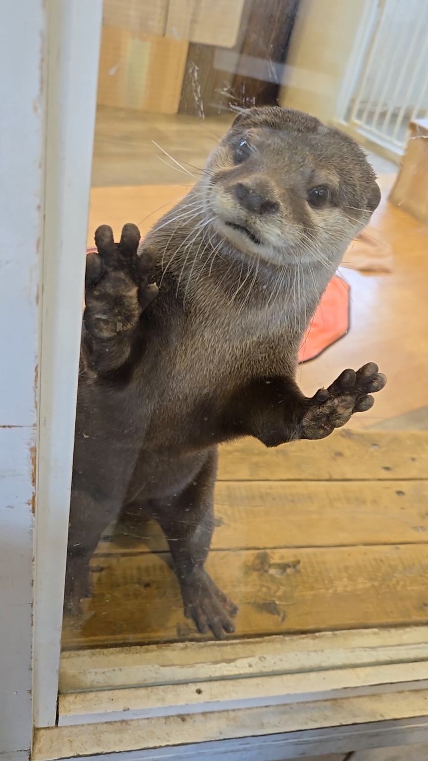 ずっと見てるよ😳#カワウソ #かわいい #可愛い動物 #かわいい動物 #癒し #癒し動画 #癒しスポット #おすすめ 