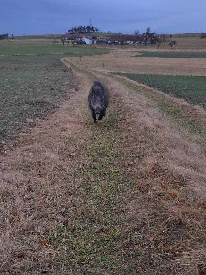 #🐗 #wald4tel #🇦🇹 #landlebenbestesleben #bauer #dorfkind #wildschweine #austria #förster 